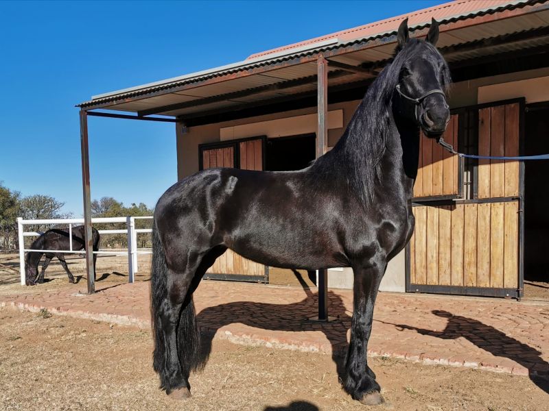 Friesian Studbook Mare For Sale - Name: Rienske van Danina </br>
Age: 6 years </br>
Sire: Dries 421 </br>
Dam's Sire: Felle 422</br>
Under Saddle & in Harness</br>
Bloemfontein