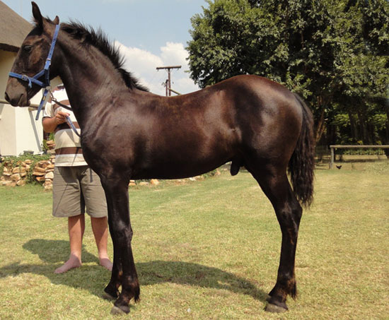 Dramar Vivaldi (SP) - Sire: Dramar Zeus (Erwin Fan't Reidfjild)<br>
Dam: Monica Rachel van Montago (Venus)<br>
Birth: 29-09-2014<br>
Available after weaning Mrt/Apr 2015